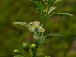 Image result for Scoparia