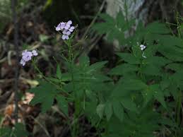 Image result for Cardamine obliqua