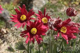 Image result for paprskovka obrázek