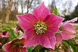 5 Fleurs A Planter En Hiver Dans Son Jardin Jardiner Facile Dans ton bac à fleurs! planter en hiver dans son jardin