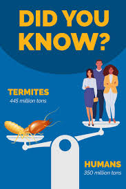 Loved dealing with action termite and pest control. Some Say That If We Could Put Every Termite On Earth On A Scale At Once Their Combined Weight Would Be 445 Million Termites Types Of Termites Drywood Termites