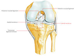 Ligaments Of Knee Joint Medial And Lateral Meniscus Knee Joint Knee Ligaments Knee