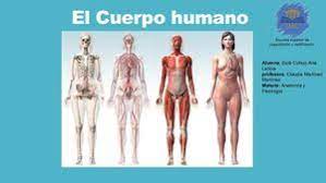 Calaméo - Estudio Del Cuerpo Humano