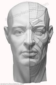 Timeline Photos Anatomy 4 Sculptors Facebook Anatomy Drawing Human Anatomy Drawing Anatomy Reference