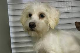 Maybe you would like to learn more about one of these? 40 Small Breed Puppies And Dogs Rescued By North Shore Animal League America And National Mill Dog Rescue To Arrive In Port Washington Longisland Com