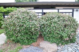 Image result for Escallonia