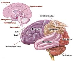 Babys Brain Begins Now Conception To Age 3 Urban Child