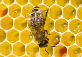Join over 18 million nectar shoppers. Bees Convert Nectar Into Honey In Comb Contains Nectar Honey And Pollen Stock Photo Picture And Royalty Free Image Image 80676057