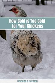 Some say that chickens who finish maturing during a spring chill are hardier birds. How Cold Is Too Cold For Your Chickens