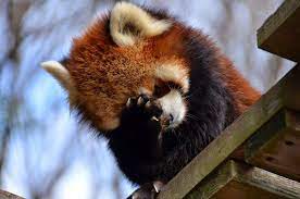 Found On Bing From Amazing Creature Blogspot Com Red Panda Cute Animals Red Panda Cute