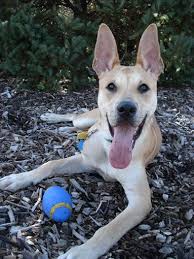German Shepherd Pitbull Mix Black And Brown Pitbull German Shepherd Mix American Pitbull Terrier Pitbull Terrier Pitbulls
