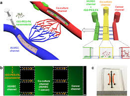 Fk lim & co (registration number: Rgo Nanomaterial Mediated Cancer Targeting And Photothermal Therapy In A Microfluidic Co Culture Platform Nano Convergence Full Text