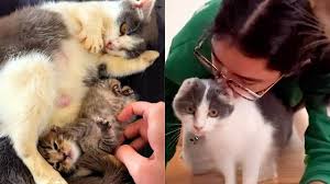 She Saved This Sick Cat and Her Kitten from the Streets - Cats.com