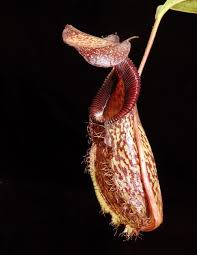 Image result for Nesaea heptamera