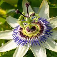 Egrow 50pcs Pack Passiflora Incarnata Seeds Home Garden Plants Passion Fruit Flower Bidderface Passion Fruit Flower Home Garden Plants Passiflora
