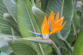 Il est peut être comme nous, besoin de soleil. Comment Bien Planter L Oiseau De Paradis Strelitzia Reginae