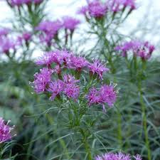 Image result for Vernonia daphnifolia
