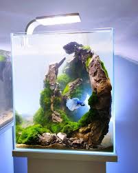 Credit Card Shopping Credit Card Creditcard All Credit To Aquaman Nature Studio Pl On As The Owner Of This Co Fresh Water Fish Tank Nano Aquarium Betta Tank
