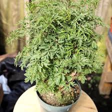 Image result for Polyscias kivuensis
