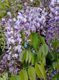 Once the tree has been pruned into shape, it is just a. Blue Moon Wisteria For Sale Treetime Ca
