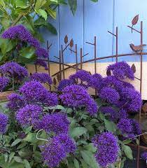 Tracehelium Caeruleum Hamer Pandora Plants Cool Plants Perennials