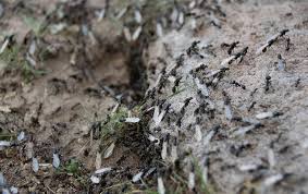 If the ant species stings like fire ants do, the winged fire ants can still do the same. Am I Seeing Flying Ants Or Flying Termites Around My Donelson Property