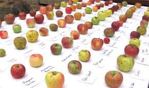 This stately tree used to cover around 650 million acres of the southeastern united states coastal plain. Century Farm Orchards Apple Tree Nursery