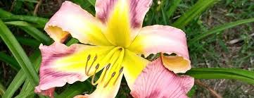 Earth wind and fire flowers. Daylily Earth Wind And Fire Hemerocallis Perennial Bulb