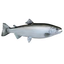 Fresh Salmon Fish For Restaurant And Household Rs 200 Kilogram Id 18981312362 Gallon quart pint cup fl oz tbsp tsp ml liter lb oz g kg kcal kj. fresh salmon fish