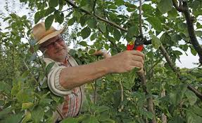 Pflaumenbaum Richtig Schneiden Pflaumenbaum Garten Pflanzen Gemuse Anpflanzen