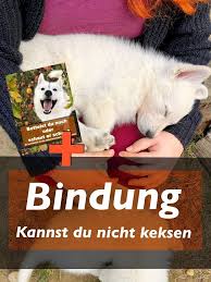 So Bekommst Du Die Aufmerksamkeit Deines Hundes Mit Unserem Ersten Ebook Bettelst Du Noch Oder Schaut Er Schon Hund