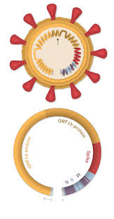 Feb 22, 2021 · spring 2021 testing. Coronavirus Variants Latest News And Updates The New York Times