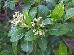 Image result for Psychotria hypsophila