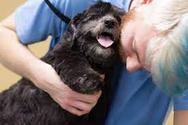 Finden sie mehr informationen zu puppy dog auf searchandshopping.org für gunzenhausen. Puppy Love Grooming Salon Home