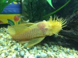 Pleco fish will easily uproot and destroy any plants that aren't securely rooted. Albino Bristlenose Pleco Care And Breeding Guide The Aquarium Guide