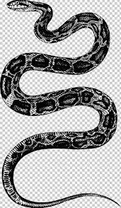 Is a rat snake the same as a corn snake? Corn Snake Reptile Rat Snake Png Clipart Animals Black And White Blackbanded Trinket Snake Black Rat