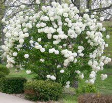 Can refer to a viburnum or a hydrangea. Snowball Viburnum Bush Snowball Viburnum Viburnum Bush Flower Garden