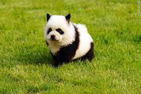 10 Dogs That Look Like Pandas Panda Dog Panda Puppy Animals Wild