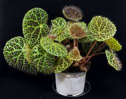 Image result for Begonia eminii