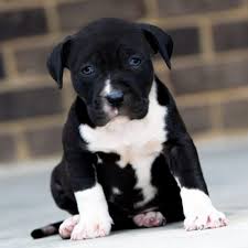 Black And Brown Pitbull Puppy Red Nose Pitbull Puppies For Sale Baby Pitbulls For Sale Pitbull Puppies For Sale Red Nose Pitbull Puppies Pitbull Puppies