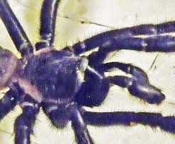 Maybe you would like to learn more about one of these? A Male Trapdoor Spider In San Antonio Texas Bugs In The News