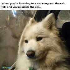 Dog Meme Music Video Feels Funny Dog Memes Stupid Funny Memes Really Funny Memes