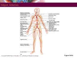 19 Human Anatomy Power Point Lecture Slides Prepared