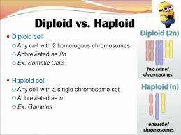 The long and short arms of. Do Now What Is The Purpose Of Mitosis Ppt Download