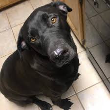 They can weigh 50 to 190 lbs with a life expectancy of 7 to 12 years. Meet Your Gentle Giant The Labradane Aka The Great Dane Lab Mix Animalso