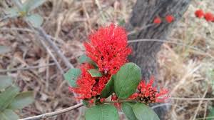 Image result for Combretum platypetalum