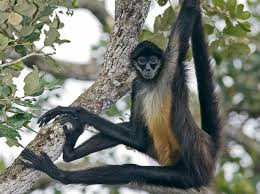 Scientists have identified seven different species of spider monkey, all of which may face extinction. Spider Monkeys New England Primate Conservancy