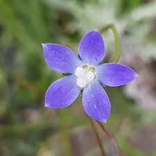 It has blue green foliage that is tufted at the base of the plant and spreads out as it grows giving a relaxed form. Wahlenbergia Communis Tufted Bluebell Uploaded By Aurigaflora