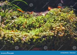 Image result for Elatine