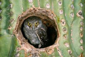 Cactus ferruginous pygmy owls are small enough to hold in your hand. Elf Owlet Sitting In A Saguaro Cactus Arizona Usa These Are The World S Lightest Owls Elf Owl Owl Pictures Wild Birds